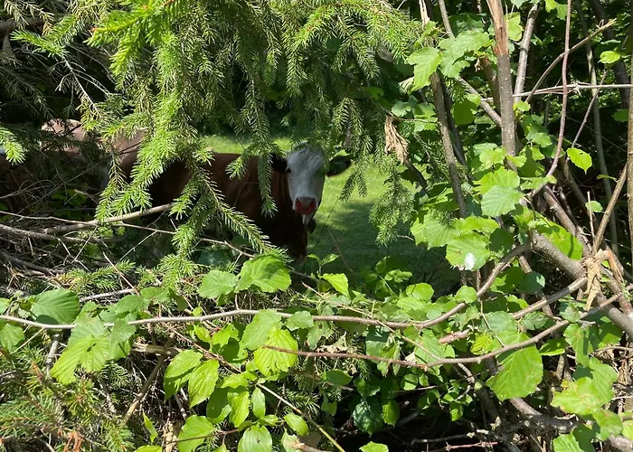 Haus Silverfern Apartman Förolach