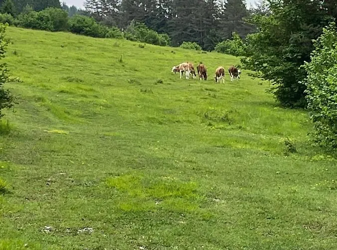 Apartament Haus Silverfern